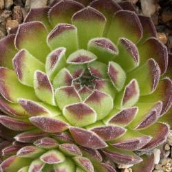 Sempervivum - Dachwurz - Hauswurz